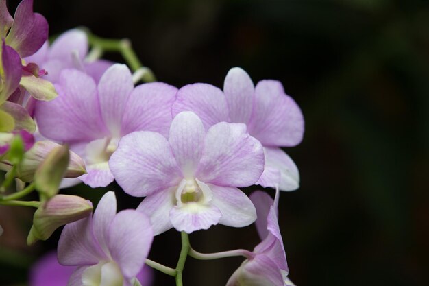 Orchidea