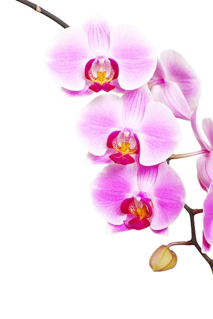 Orchidea