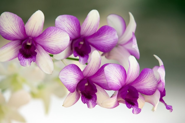 Orchidea