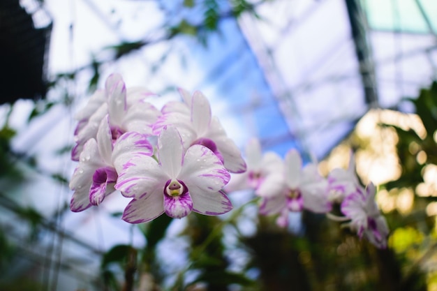 Orchidee bianche che fioriscono in una serra per piantare alberi