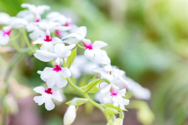 Orchidee bianche in una foresta tropicale selvaggia. Bellissimi fiori primaverili con uno sfondo verde tenue