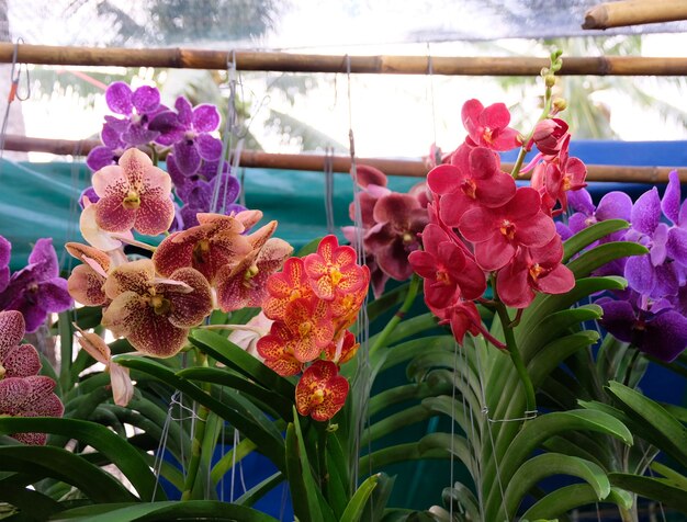 orchidee colorate di Vanda