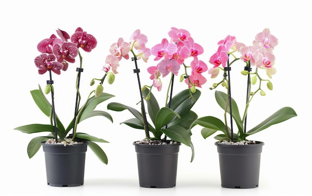 Orchidee come simboli di eleganza su sfondo bianco