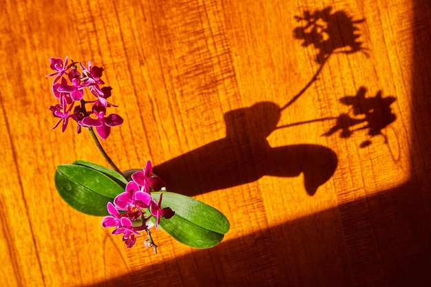 Orchidee dall'alto su un tavolo di legno con silhouette a ombra piena