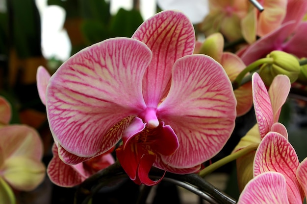 Orchidee di falena viola Phalaenopsis Blume comunemente conosciute come orchidee di falena