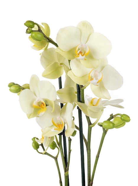 orchidee falena in studio