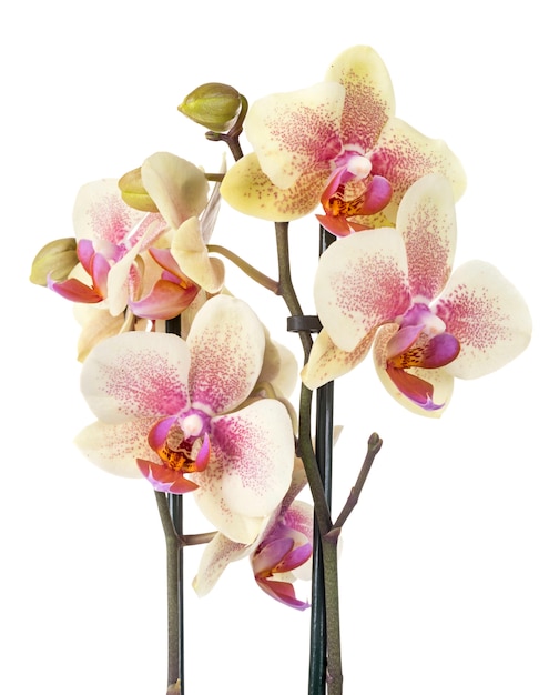 orchidee falena in studio