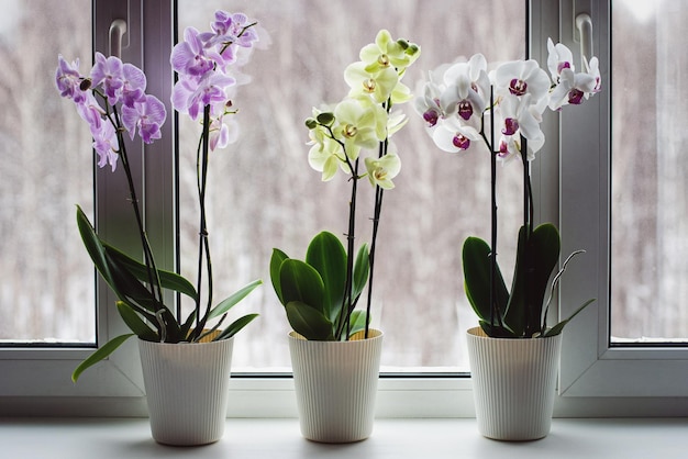 Orchidee falena sul davanzale della finestra che crescono orchidee phalaenopsis a casa cura delle piante d'appartamento in fiore