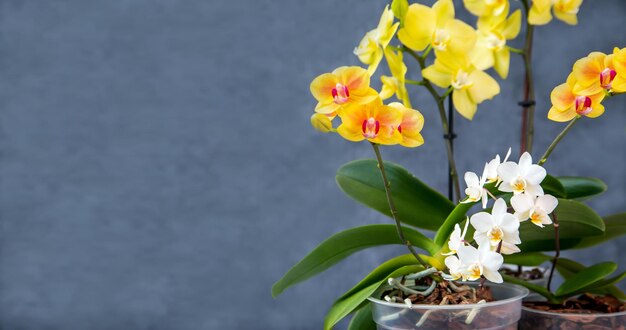 Orchidee in fiore in vaso Hobby floricoltura casa fiori piante d'appartamento