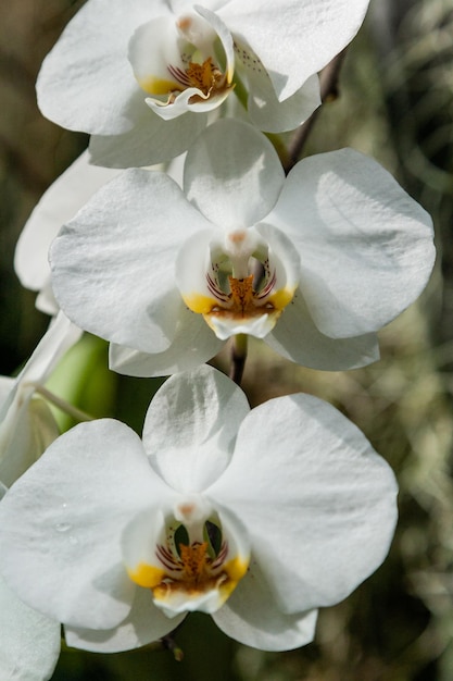 Orchidee in fiore nel giardino botanico