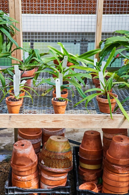 Orchidee in serra e vasi di terracotta sugli scaffali