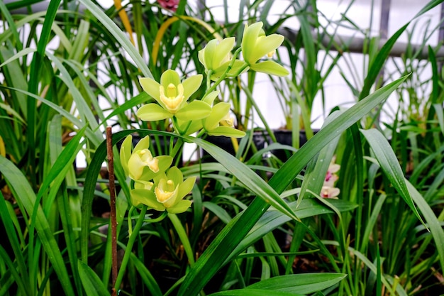 Orchidee in vaso in serra