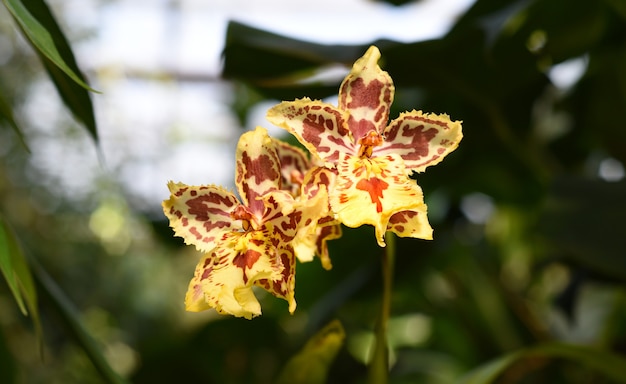 Orchidee maculate gialle Cattleya