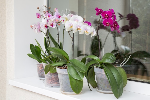 Orchidee multicolori in vaso su un davanzale su uno sfondo di finestra