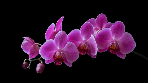 Orchidee naturalmente illuminate su un rametto