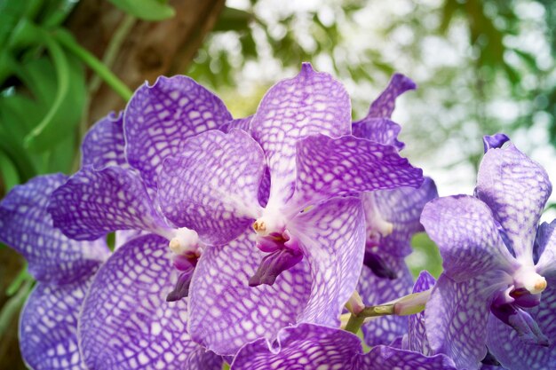 Orchidee panoramiche dal National Orchid Garden di Singapore con particolare attenzione ai fiori centrali anteriori