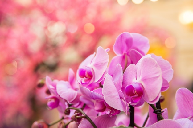 Orchidee rosa Celebrazione della giornata internazionale della donna