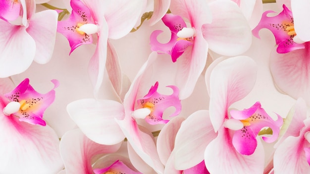 Orchidee rosa del primo piano