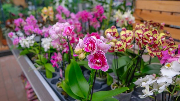 Orchidee rosa e gialle in un negozio di giardinaggio varie orchidee vendute in negozio fiori orchidee in una serra