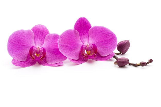 Orchidee rosa su fondo bianco