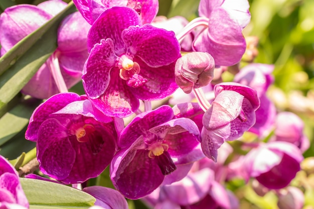 Orchidee rosa, Vanda, con goccioline d'acqua, in fiore nel giardino, luce solare intensa sfocatura dello sfondo, in morbido stile sfocato.