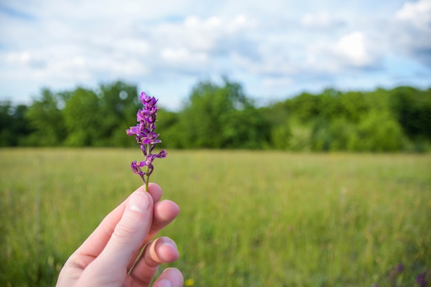 Orchidee selvatiche a disposizione su cielo blu e su erba verde