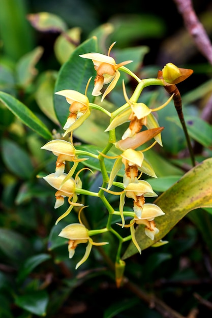 Orchidee selvatiche, fiori gialli in naturaCoelogyne è un&#39;orchidea che ha bellissimi fiori