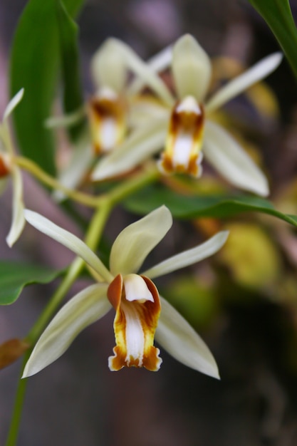 orchidee selvatiche nella foresta della Thailandia