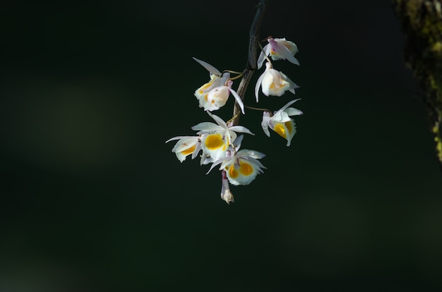 Orchidee selvatiche nella foresta della Thailandia