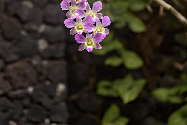 Orchidee viola contro il muro di pietra