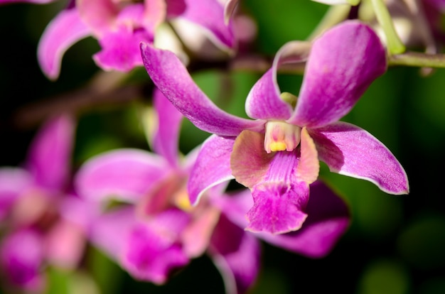 Orchidee viola del denerobium in giardino tropicale.