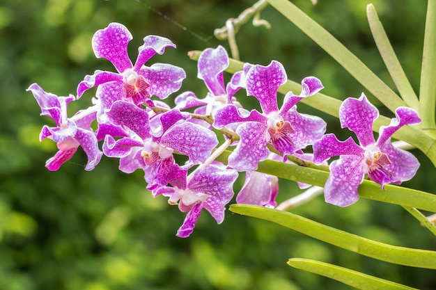 Orchidee viola di Mokara Vanda.