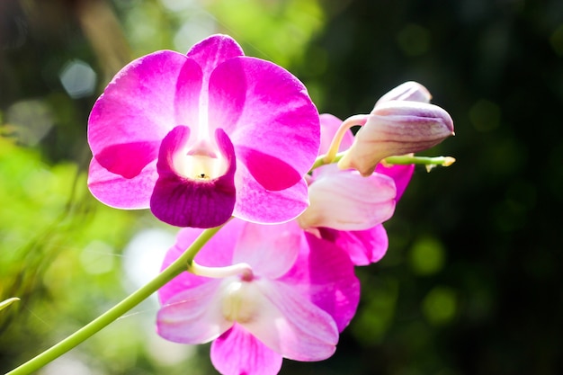 Orchidee viola