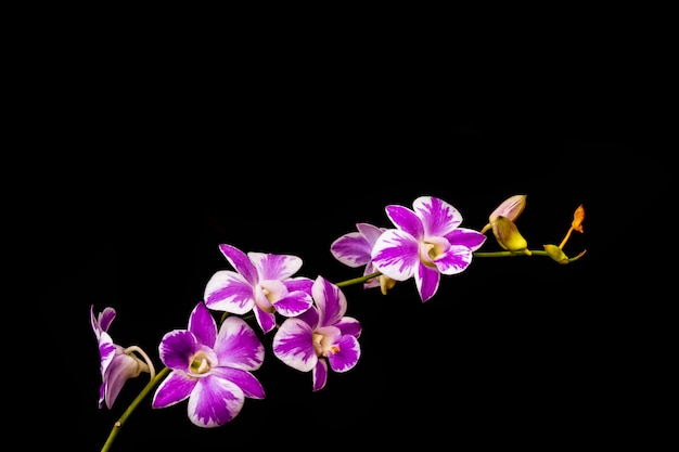 Orchidee viola