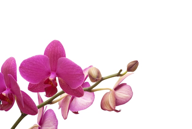 Orchidee