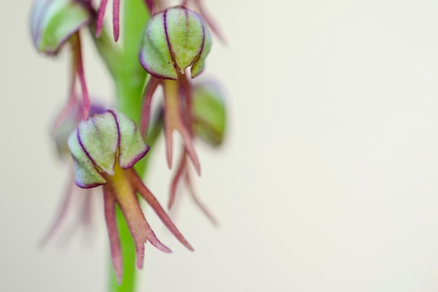 Orchis anthropophora è una specie di Man Orchid