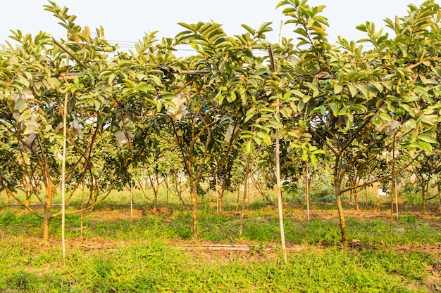 Ordhards di albero di guava