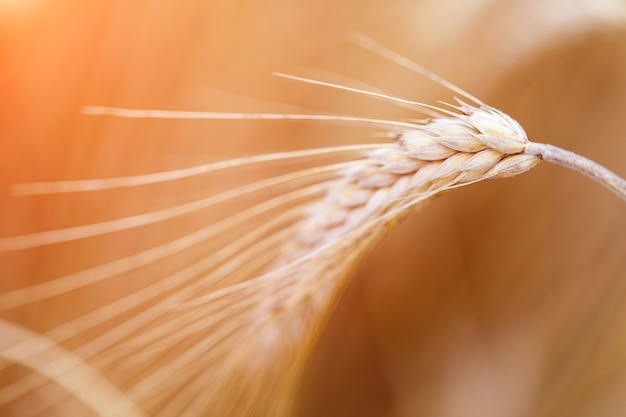 Orecchie di grano dorato o primo piano di segale. Un fresco raccolto di segale. Campo di grano sotto la luce del sole splendente. Gambo con semi per pane ai cereali. Crescita del raccolto di agricoltura.