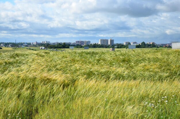 Orecchie di grano nel campo verdi immaturi sullo sfondo del paesaggio urbano e del cielo blu