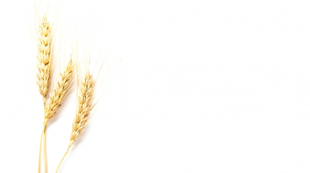 Orecchie di grano sfondo bianco