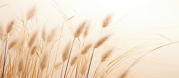 Orecchie di grano su uno sfondo chiaro