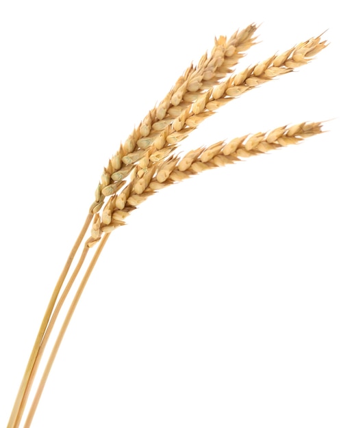 Orecchie di grano
