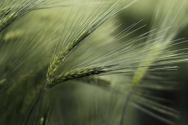 Orecchie di maturazione del campo di grano del prato ricco concetto del raccolto del rallentatore del campo di grano orecchie di grano verde