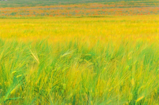 Orecchie di maturazione del fondo di grano giallo nel campo