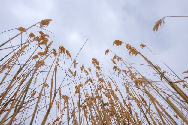 Orecchie di piante alte gialle sullo sfondo del cielo nuvoloso