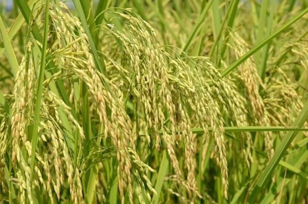 Orecchie di risone con grani nel campo (Oryza sativa)