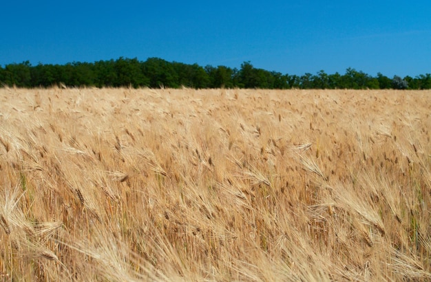 Orecchie dorate al campo di grano con cielo nuvoloso blu nei precedenti