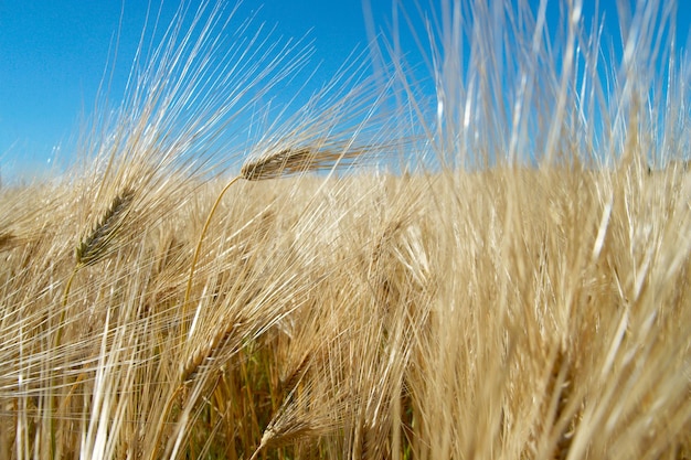 Orecchie dorate al campo di grano con cielo nuvoloso blu nei precedenti