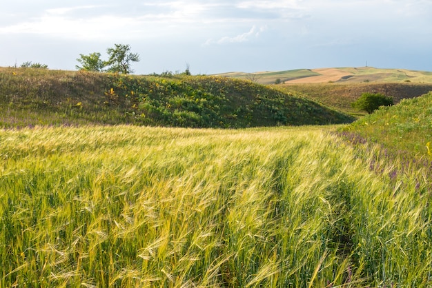 Orecchie mature del campo di pane con il fondo del cielo blu