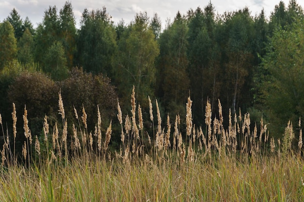 Orecchie secche delle erbe autunnali in una radura nella foresta